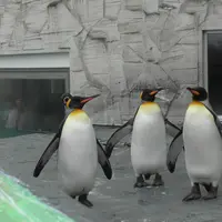 旭川市 旭山動物園の写真・動画_image_413078