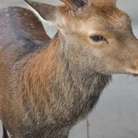 奈良公園の写真・動画_image_413860