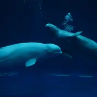 しまね海洋館アクアスの写真・動画_image_415906