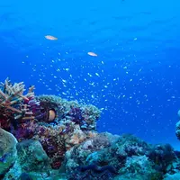 慶良間諸島周辺の写真・動画_image_419025