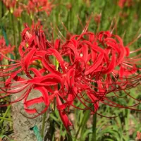 曼珠沙華公園の写真・動画_image_429030