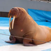 大分マリーンパレス水族館 うみたまごの写真・動画_image_429622