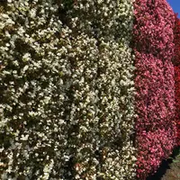 大石公園の写真・動画_image_432935