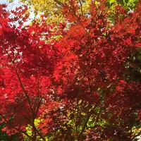 定山渓の写真・動画_image_437734