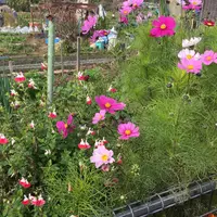 嵯峨嵐山駅の写真・動画_image_438271