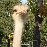 円山動物園の写真・動画_image_449395