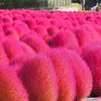 猪苗代ハーブ園の写真・動画_image_449528