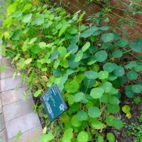 神戸布引ハーブ園の写真・動画_image_451141