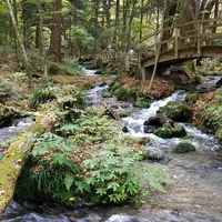 尚仁沢湧水の写真・動画_image_454437