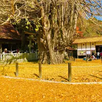 筒賀の大銀杏の写真・動画_image_457950