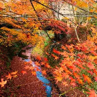 帝釈峡の写真・動画_image_460481