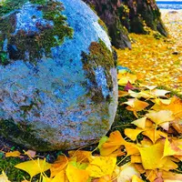 迦具神社の写真・動画_image_464056