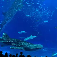 沖縄美ら海水族館の写真・動画_image_471626