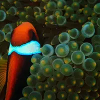 冒険島の写真・動画_image_471627