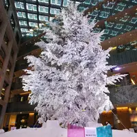 KITTEの写真・動画_image_475992