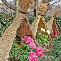 鶴岡八幡宮（神苑 ぼたん庭園）の写真・動画_image_477357