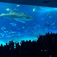 沖縄美ら海水族館の写真・動画_image_478619