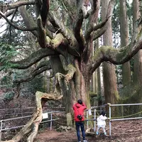 高森殿の杉の写真・動画_image_481077