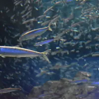 海遊館の写真・動画_image_488767