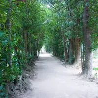 備瀬フク木並木通りの写真・動画_image_496720