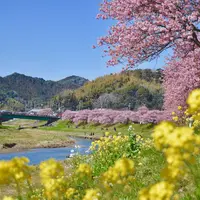みなみの桜と菜の花街道の写真・動画_image_496902