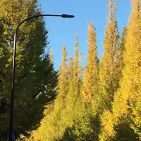 明治神宮外苑いちょう並木の写真・動画_image_509231