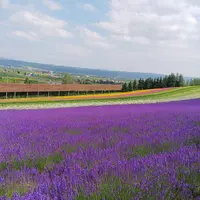ファーム富良野の写真・動画_image_511095