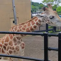 旭川市 旭山動物園の写真・動画_image_511563