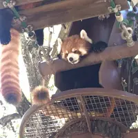 旭川市 旭山動物園の写真・動画_image_514178