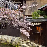 祇園白川の写真・動画_image_516069