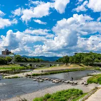 鴨川デルタの写真・動画_image_521319