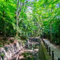 等々力渓谷の写真・動画_image_521936