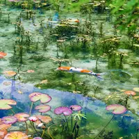 モネの池（名もなき池）の写真・動画_image_522283