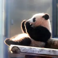上野動物園の写真・動画_image_523907