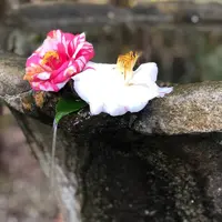 法然院の写真・動画_image_524058