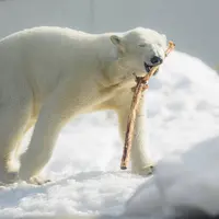 円山動物園の写真・動画_image_525406