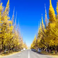 明治神宮外苑いちょう並木の写真・動画_image_526087