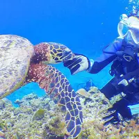 慶良間諸島周辺の写真・動画_image_529174