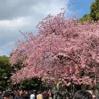 上野恩賜公園（上野公園）の写真・動画_image_531881
