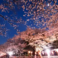 上野恩賜公園（上野公園）の写真・動画_image_535550