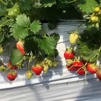 あすかいちご狩りパークの写真・動画_image_538854