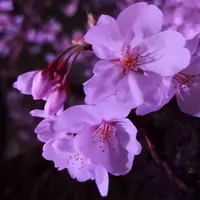 千鳥ヶ淵の写真・動画_image_541537