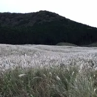 仙石原すすき草原の写真・動画_image_542007