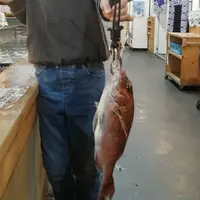 ざうお新宿店の写真・動画_image_560868