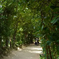 備瀬のフクギ並木の写真・動画_image_567222