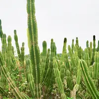 サボテン畑の写真・動画_image_567318