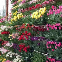 となみチューリップフェアの写真・動画_image_567949