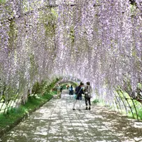 河内藤園の写真・動画_image_568301