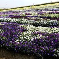 信州スカイパークの写真・動画_image_576886