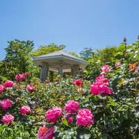強羅花壇の写真・動画_image_583283